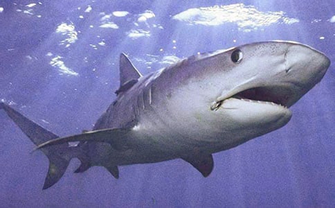 鯊魚作文300字集合七篇