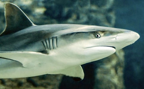 ���o���~�����ąR����ƪ