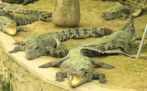 鱷魚護草的童話故事